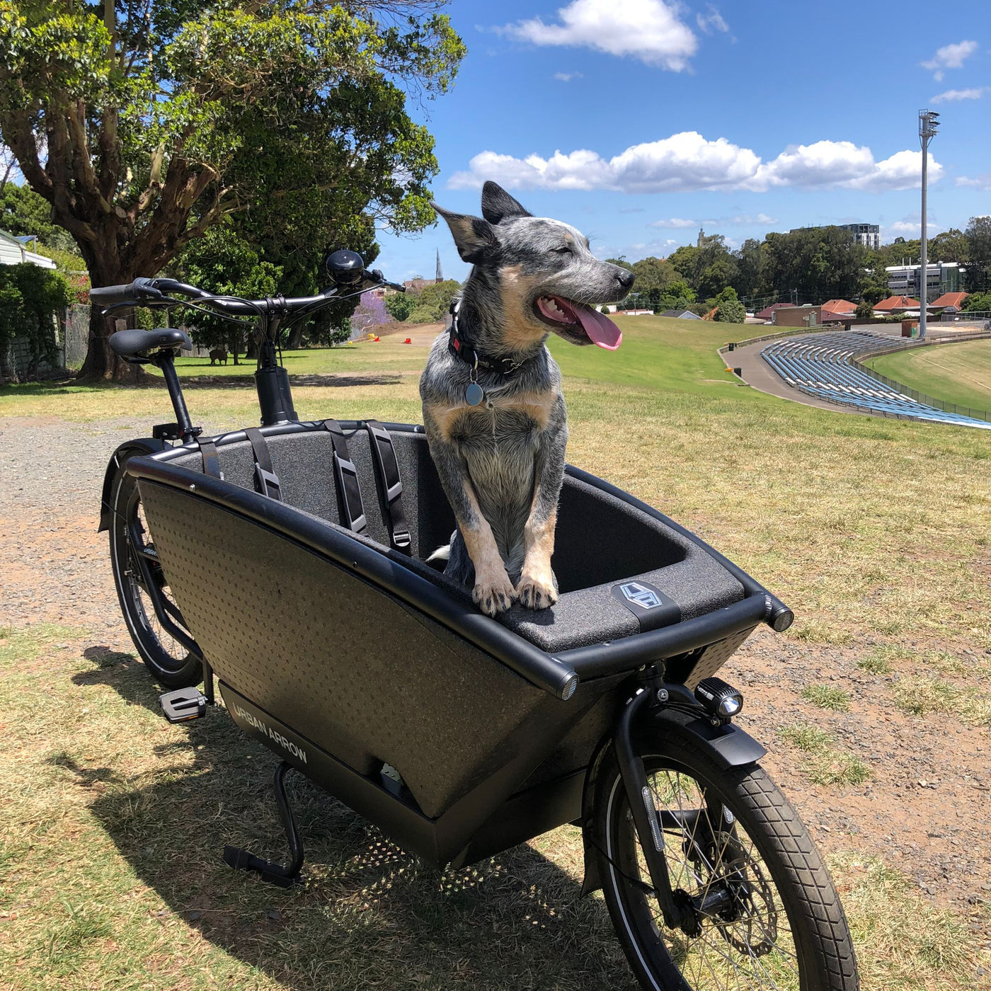 Dogs on bikes: How to carry your dog on your electric bike